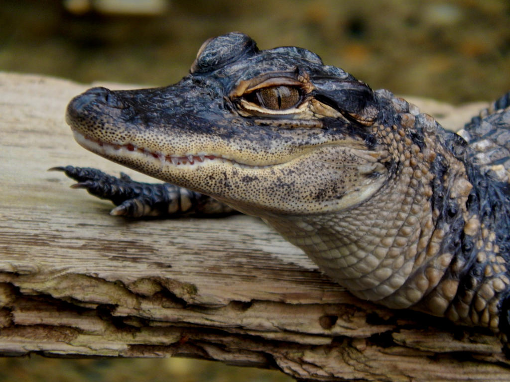 American Alligator