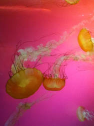 Jellies