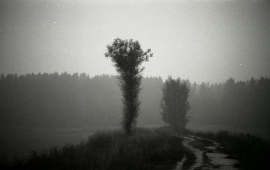 Tree at lake