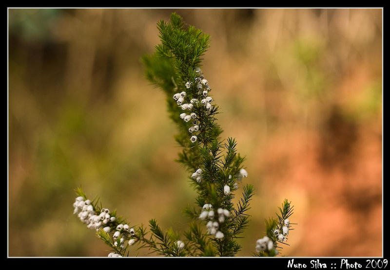 Plant of the weeds I