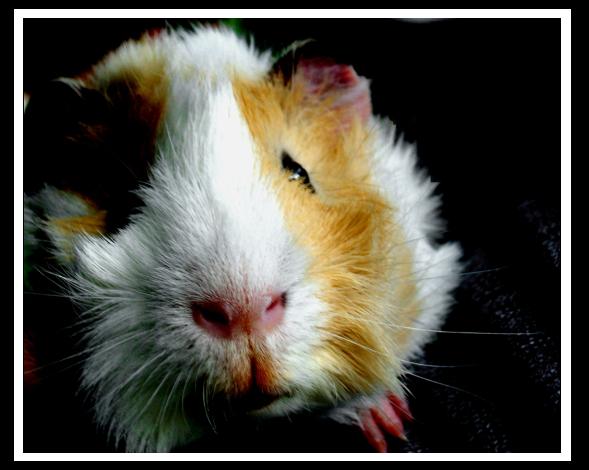 Guinea Pig