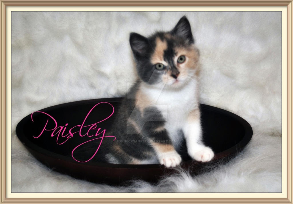Foster Kitten 5 5 By Gingersanps On DeviantArt