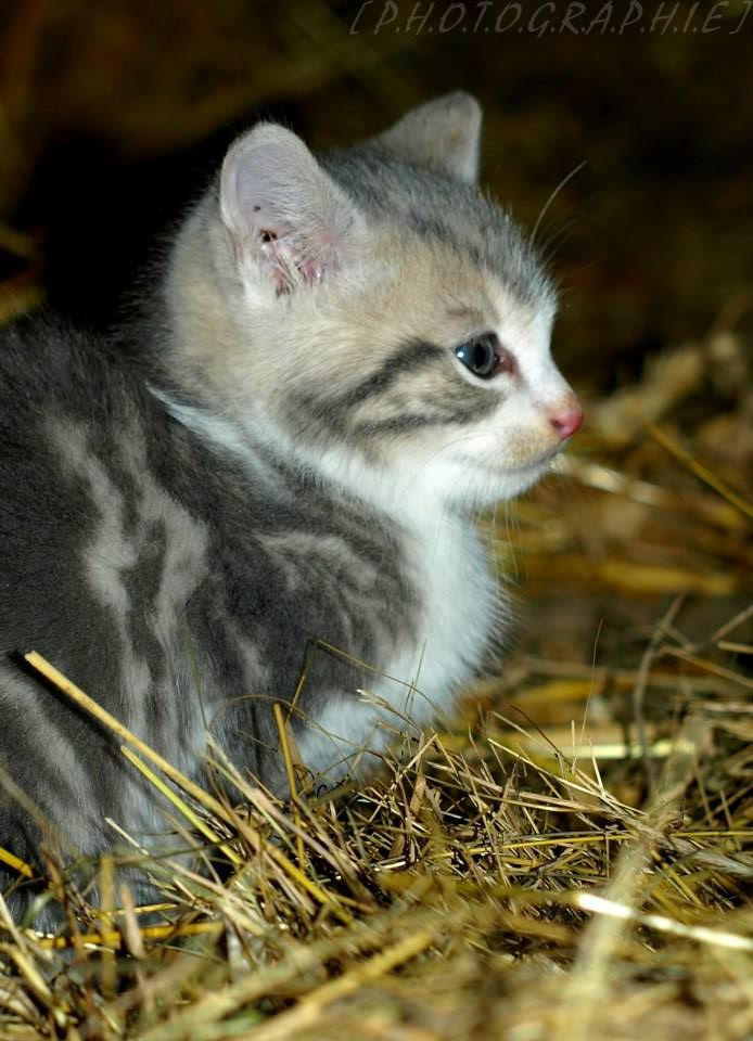 Chaton Da Chaton by ElisaHeurtaux on DeviantArt