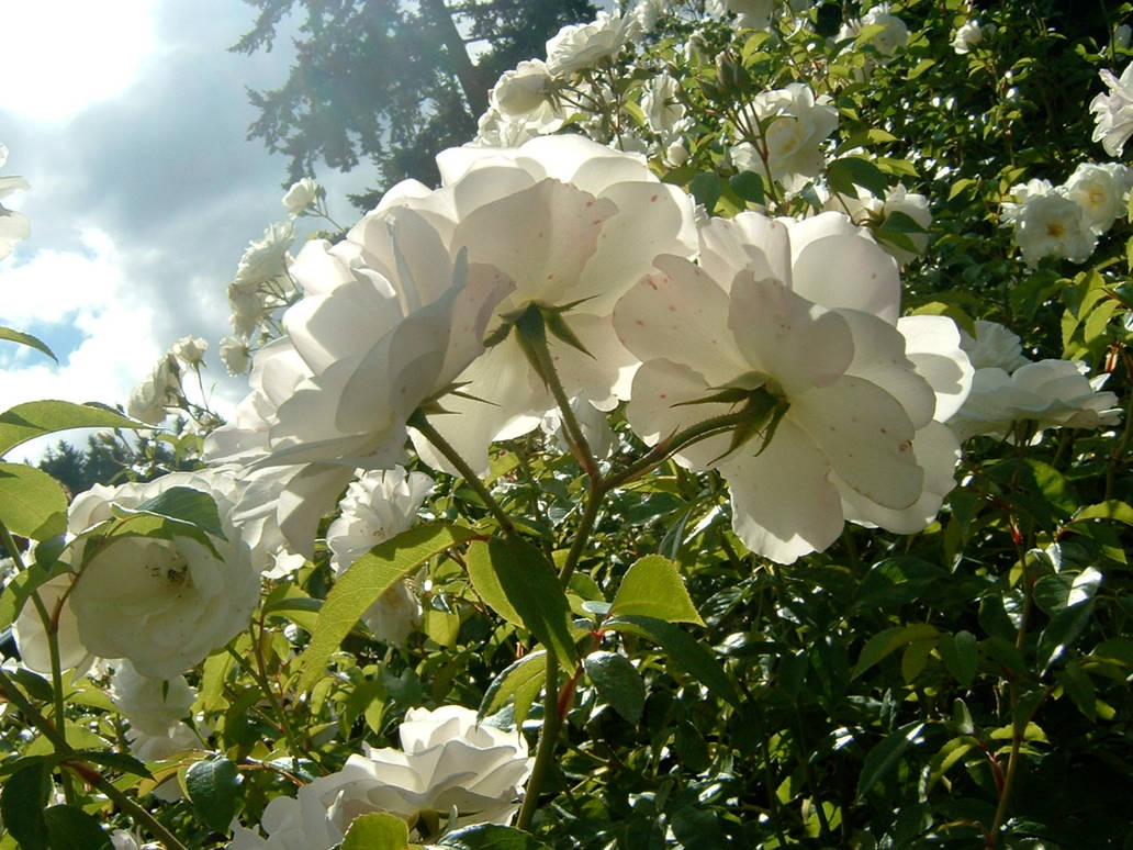 Portland Roses 12 by Peacebunnie on DeviantArt