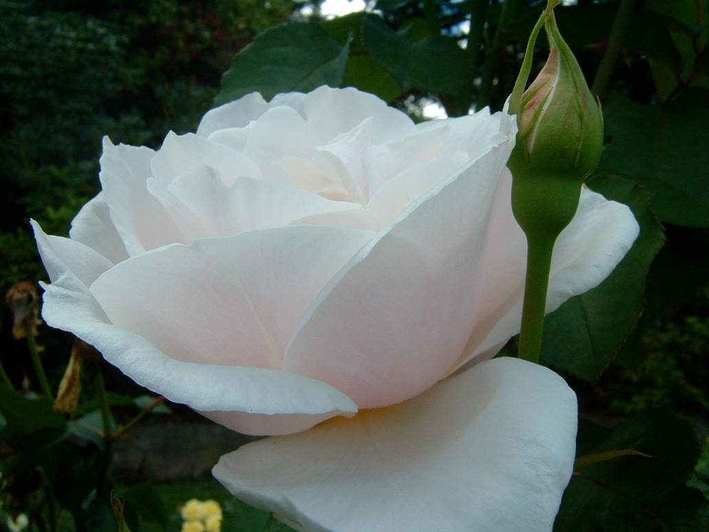 Portland Roses 17 by Peacebunnie on DeviantArt