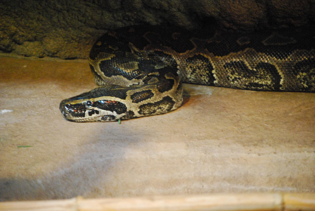 Boa/Python Stock03 by afterlife85 on DeviantArt