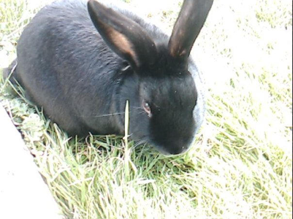 Dylan by IamNasher on DeviantArt