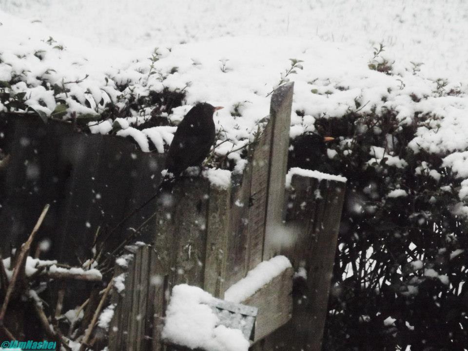 Blackbirds in the snow