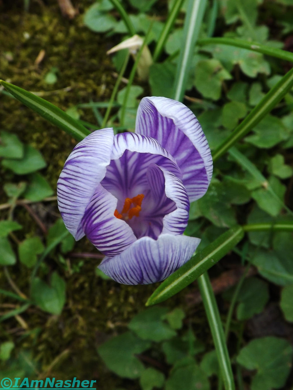 Crocus in side