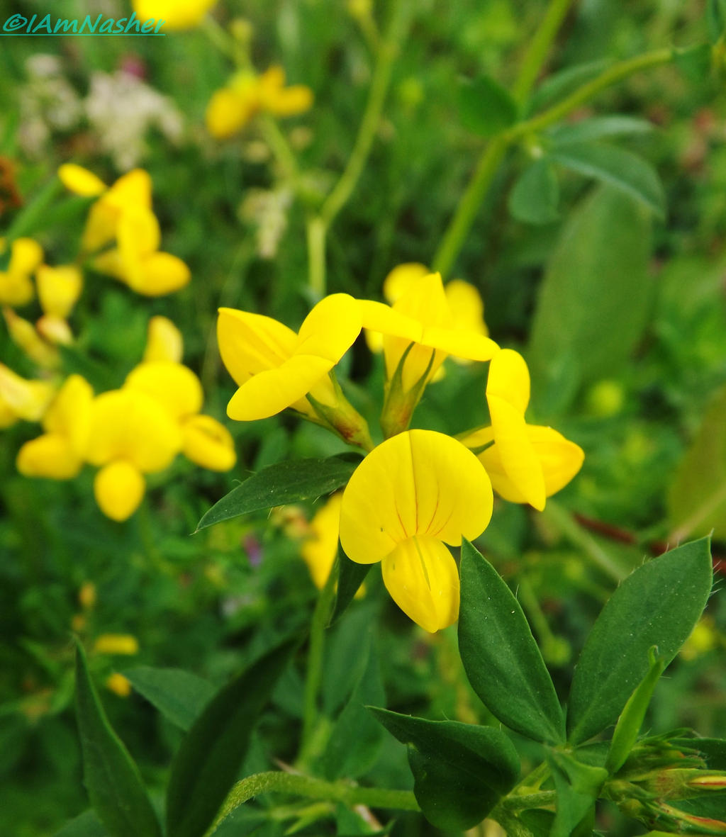 yellow kiss