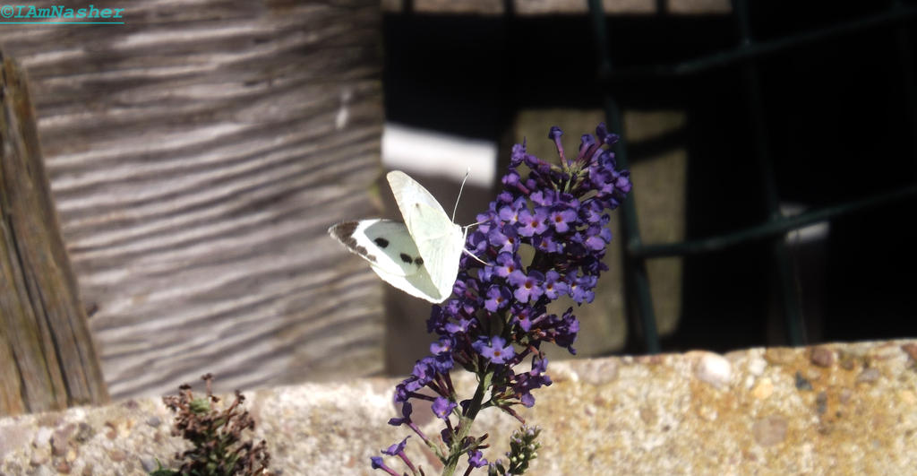 White butterfly