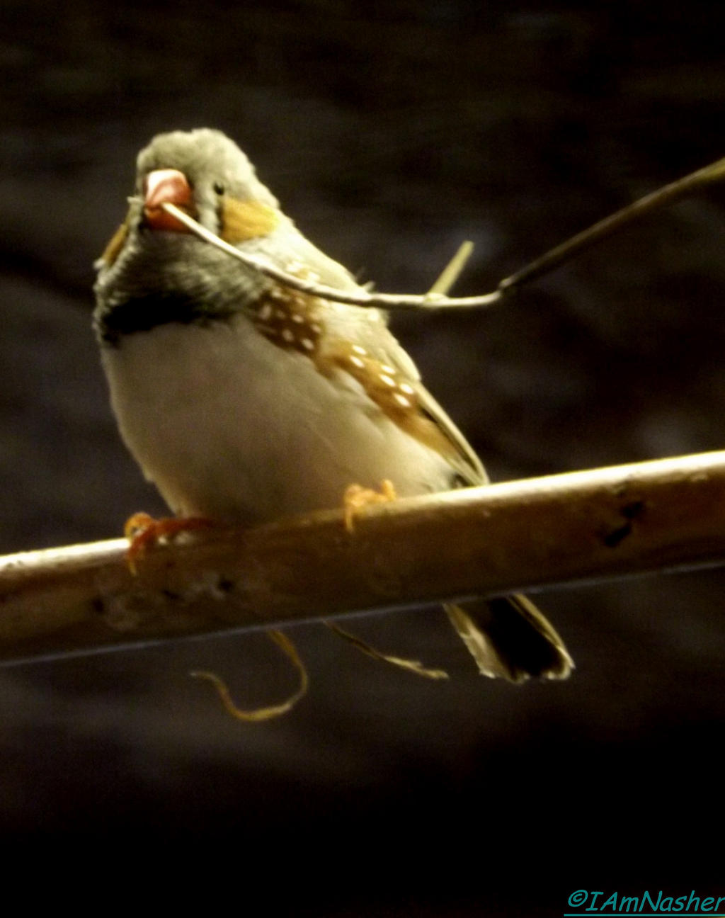 zebra finch