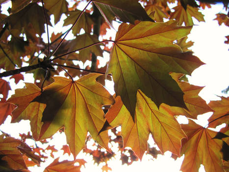 In the Shade of Autumn