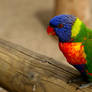 Rainbow Lorikeet