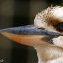 Kookaburra