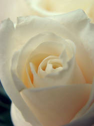 ::White rose::