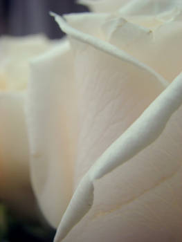 :::White rose:::