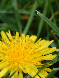 Dandelion