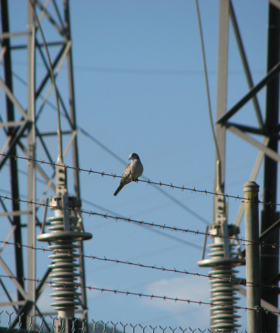 Bird of War or peace?