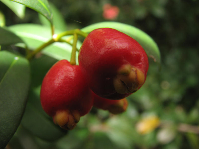 cherry berries