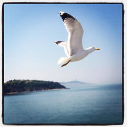 Seagull above the island