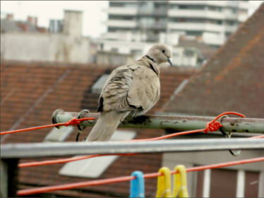 balcony love-story - prologue