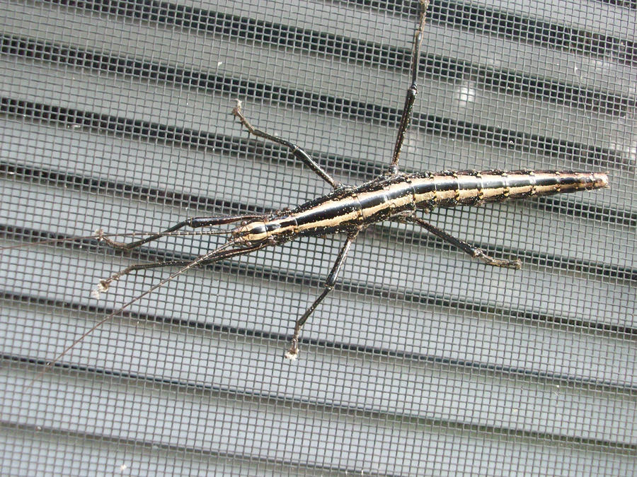 Alien Stick Insect Alien Insect-Walking Stick by creaturesofhabit on DeviantArt