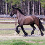 Friesian 14