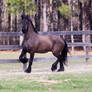 Friesian 19