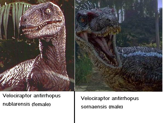 JP Raptors-two species