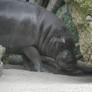 Pygmy Hippo