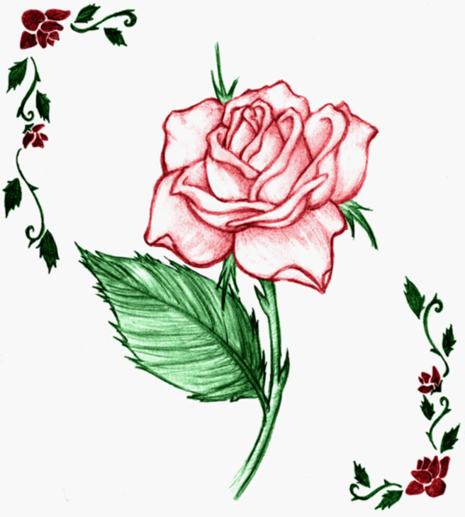 Rose