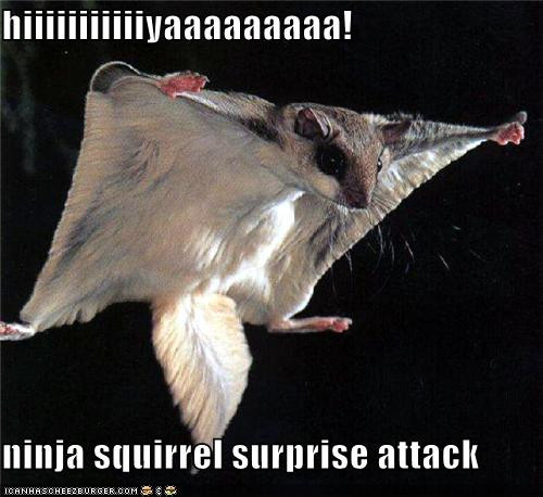 ninja squirrel