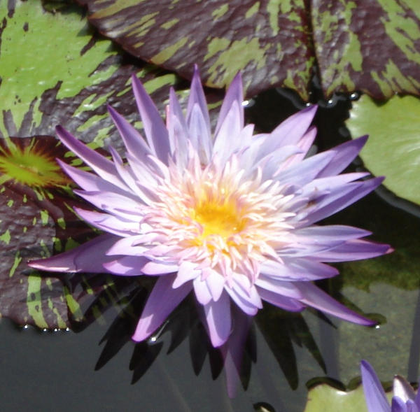 Water Lily