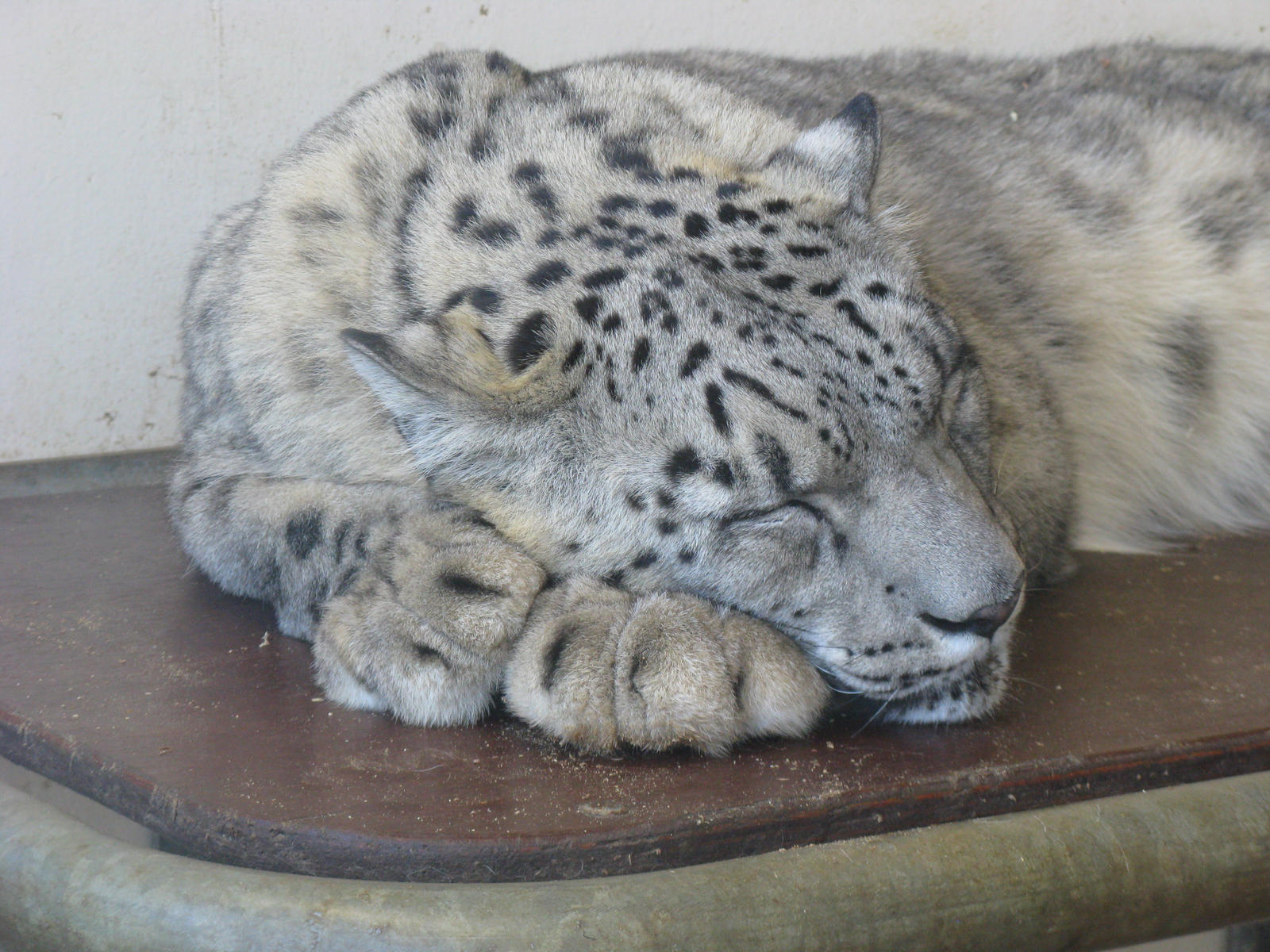 Snow Leopard