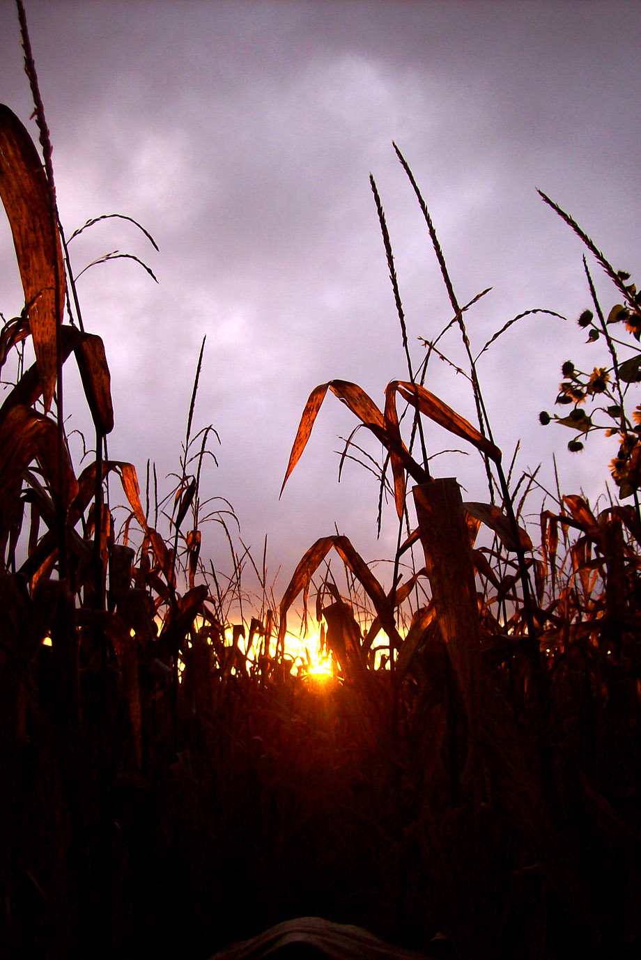 Fiery Stalk