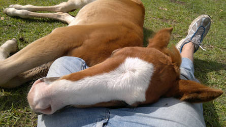 Cody asleep on my lap