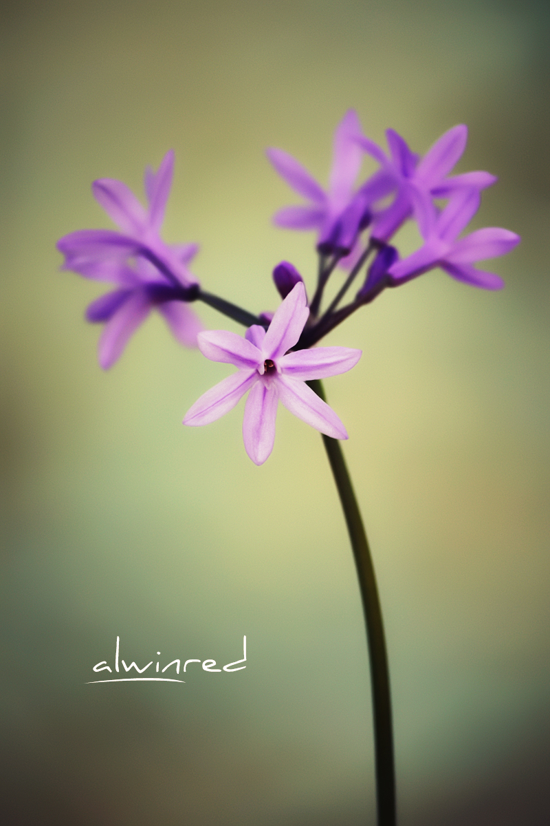 Purple Flower