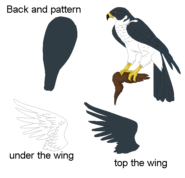 Hawk Base by kittenAX on DeviantArt