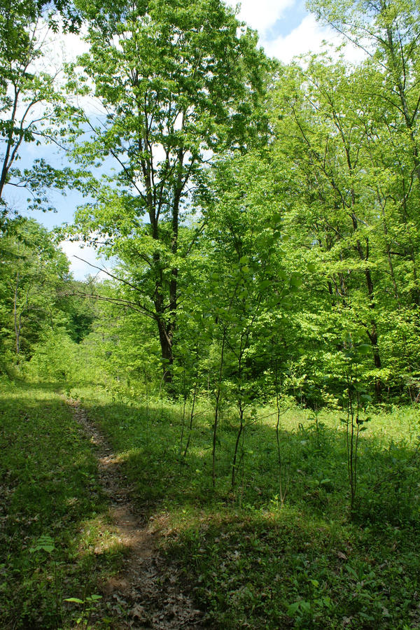 cow path by dbrooke4 on DeviantArt