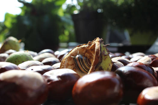 Chestnut: Snail-Hiding-Place