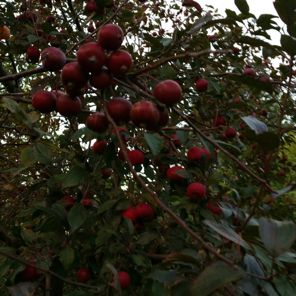 Crabapples 