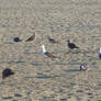 Gulls On The Beach