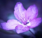 Violet Spring by ZielinskiMaciej