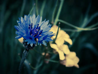 The Cornflower