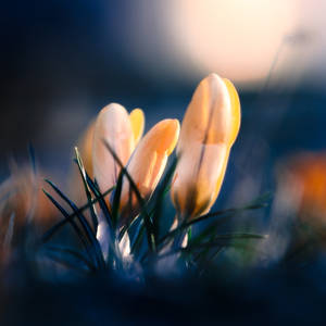 The 7th of March 2022