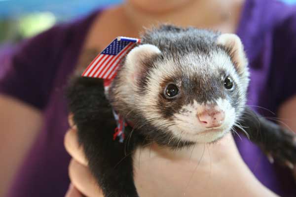 Patriotic Ferret - USA by rachellcoe