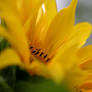 sunny sunflower