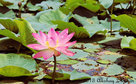 INDIAN LOTUS