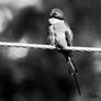 Green Bee-eater in black and white